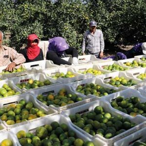 Bölgede Narenciye Sezonu Erken Açıldu